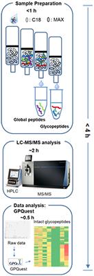 One-Step Enrichment of Intact Glycopeptides From Glycoengineered Chinese Hamster Ovary Cells